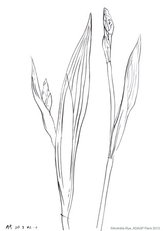 Iris, 46 x 32 cm, encre de Chine sur papier, 110 x 75 cm