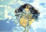 Piscine XIII, 25 avril 1984, émail sur papier, 73 x 102 cm